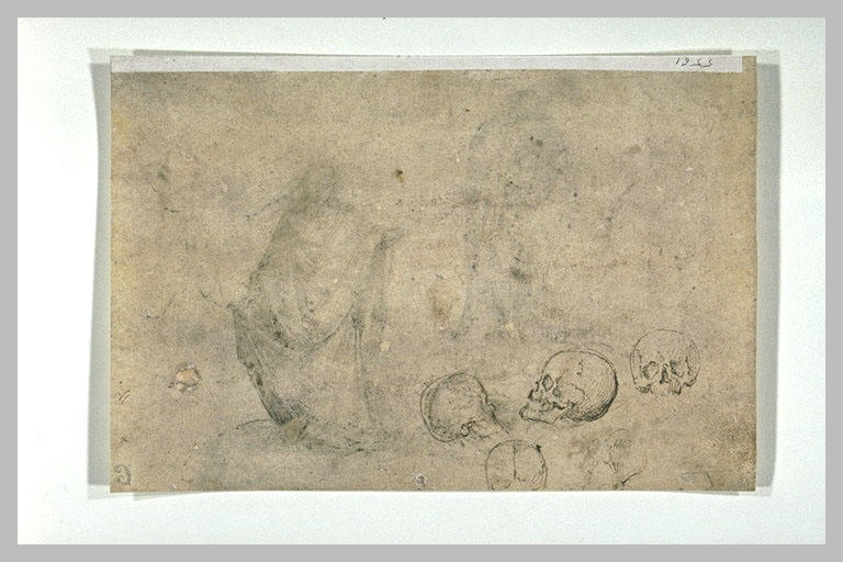 Quatre études de crânes et une étude de l'os de la hanche