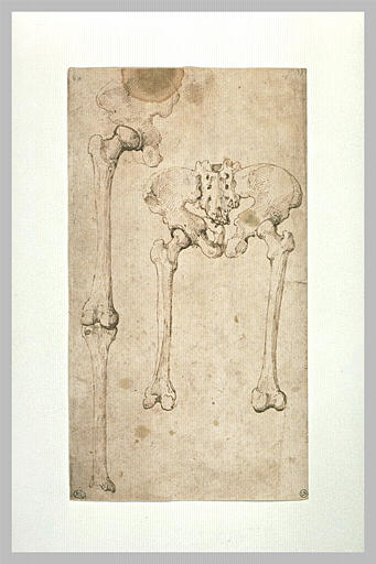 Etudes d'ossements : bassin, fémur et tibia