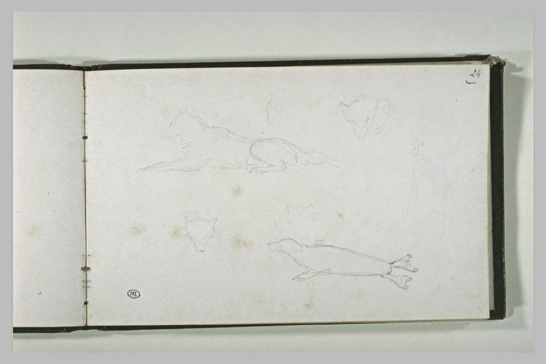 Etudes d'un chien et d'une otarie