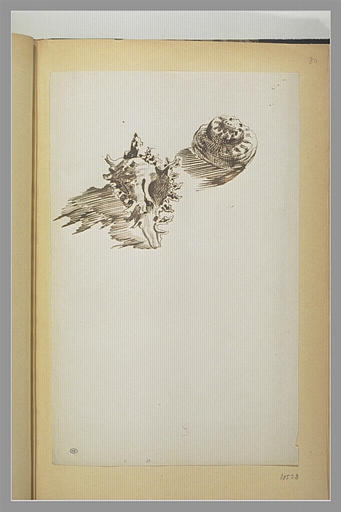 Deux études de coquillages