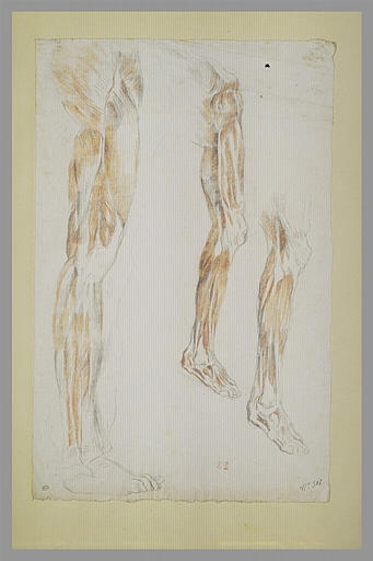 Etudes d'écorché, cuisse, jambes, pied