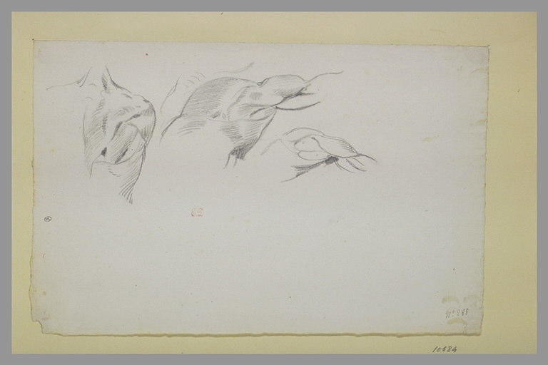 Trois études d'épaule d'écorché