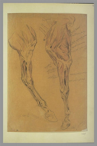 Deux études de jambe de cheval écorché