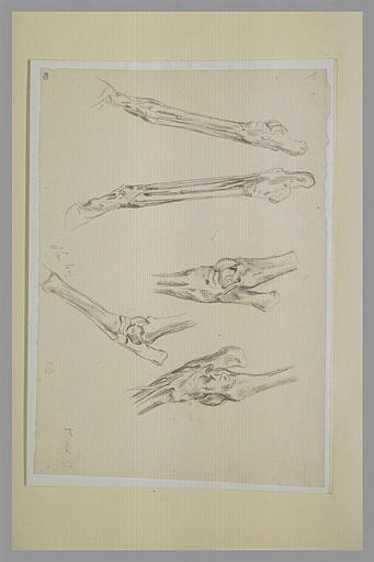 Etudes d'os de jambes de chevaux