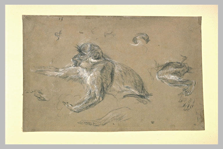 Etudes d'après un singe