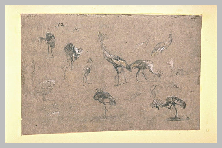 Etudes d'un échassier