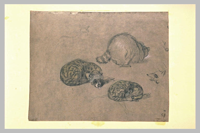 Etudes d'un petit mammifère au pelage tacheté et du dos d'un raton laveur