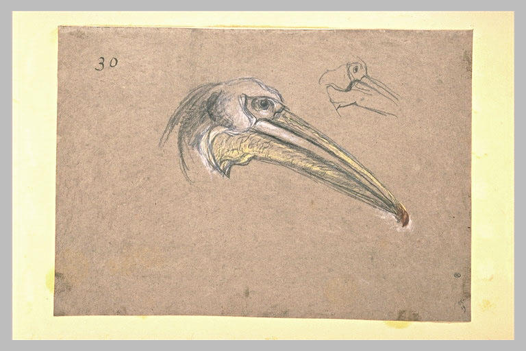 Deux études d'une tête de pélican