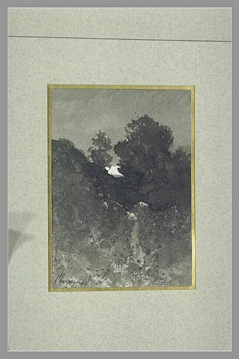 Taillis et bois