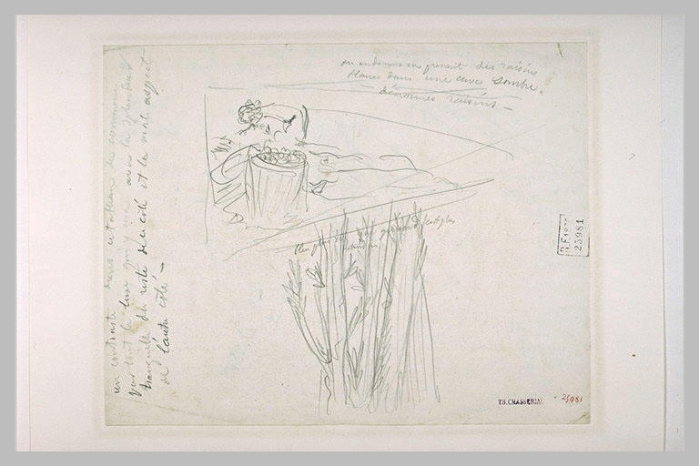 Vendangeur, et étude de buisson