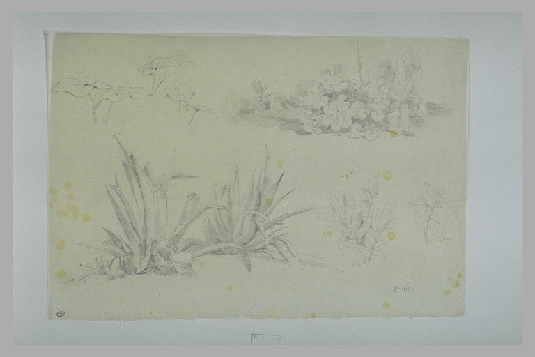 Plantes