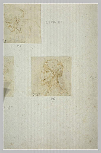 Homme de profil à gauche, la face aplatie