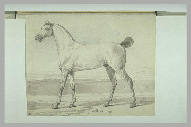 Cheval tourné vers la gauche