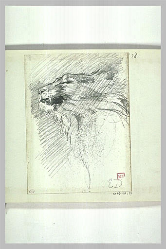 Tête de lion rugissant