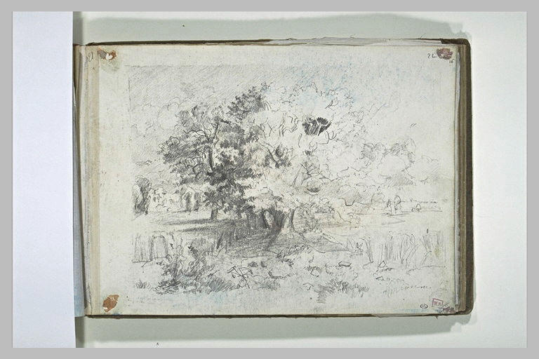 Arbres au bord de l'eau