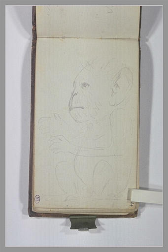 Un singe assis
