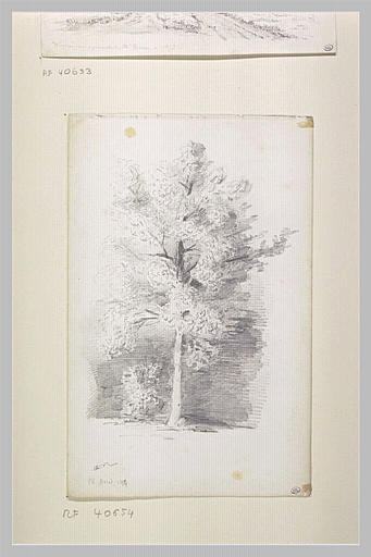 Grand arbre dans un sous-bois