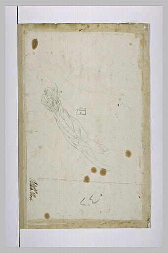 Etude anatomique d'un bras