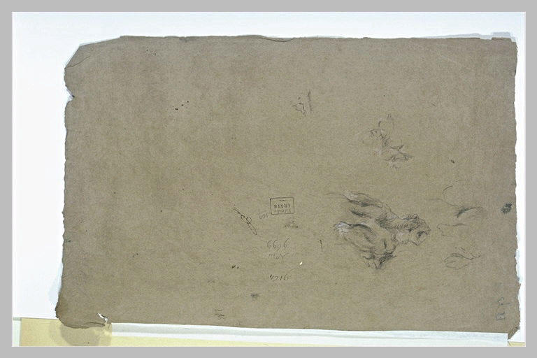 Etudes d'animaux