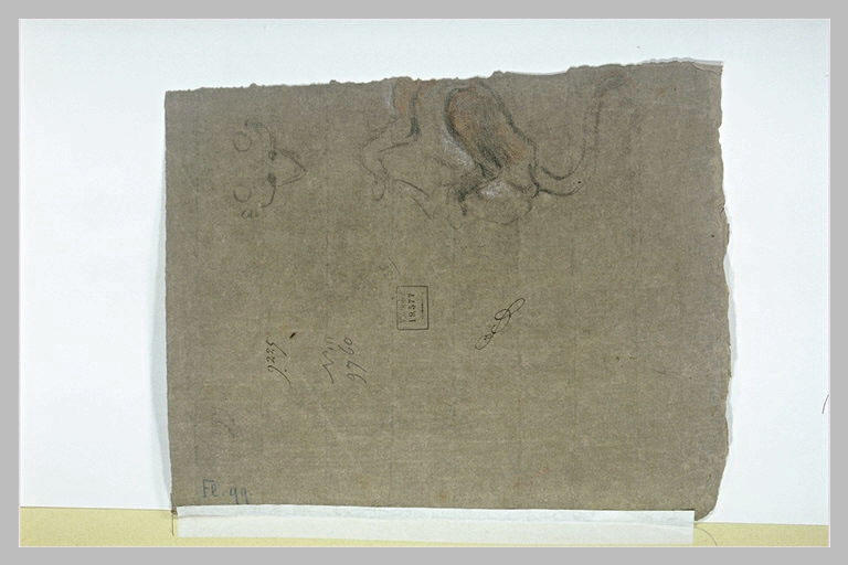 Etudes de lion
