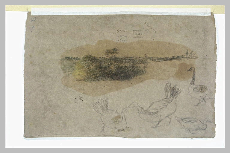 Etudes d'oiseaux palmipèdes et d'un paysage