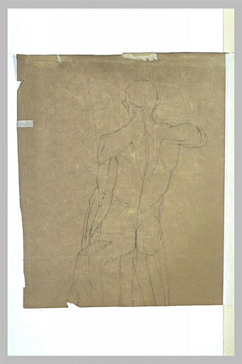 Etude musculaire d'un homme nu, de dos