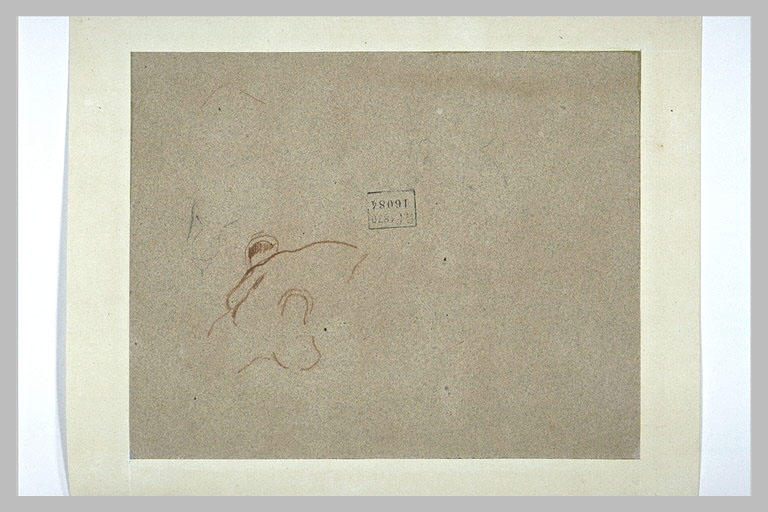 Tête, et museau de félins