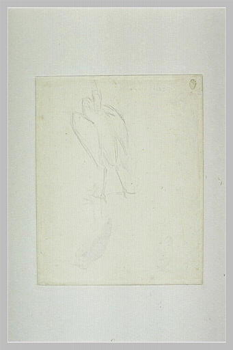 Un héron debout, vu de dos, éployant les ailes