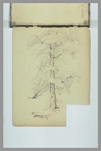 Etude d'arbre
