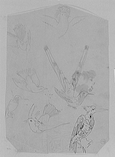 Sept études d'oiseaux, d'après le Magasin Pittoresque ? et d'après des gravures diverses