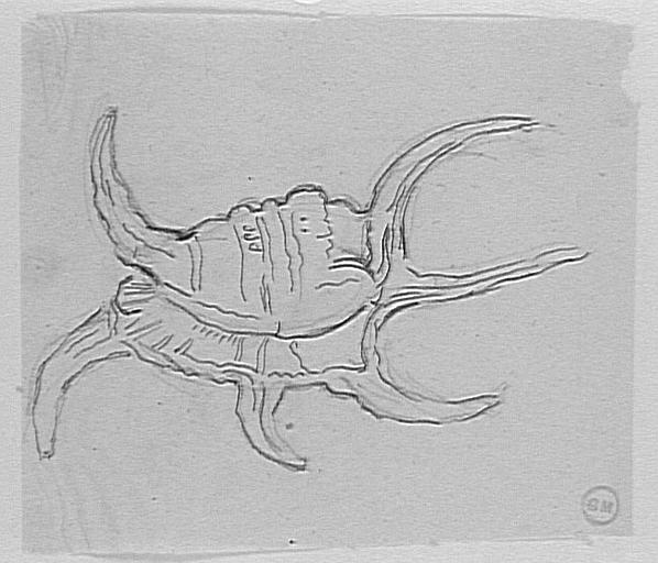 Étude de coquillage, d'après le Magasin Pittoresque