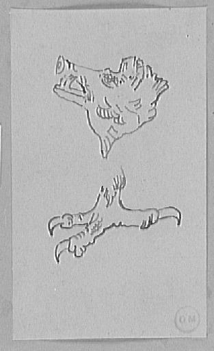 Études de hure de sanglier et d'une serre du griffon de la Péri
