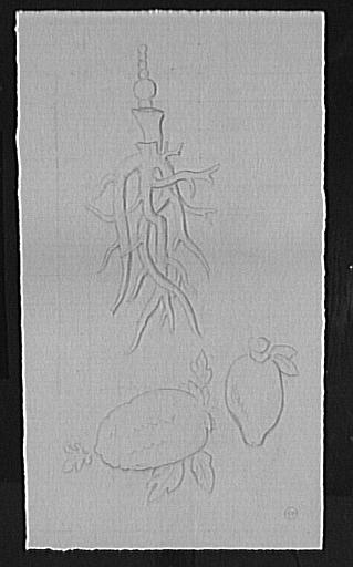 Études de corail et cucurbitacées