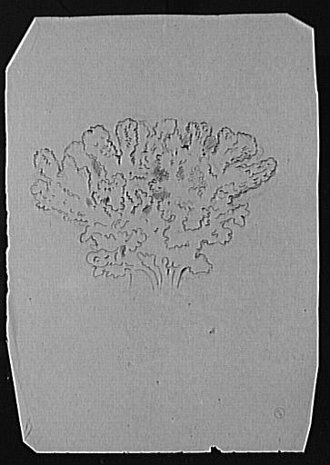 Étude d'un massif de corail