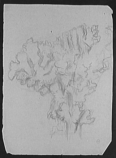 Étude d'un massif de corail