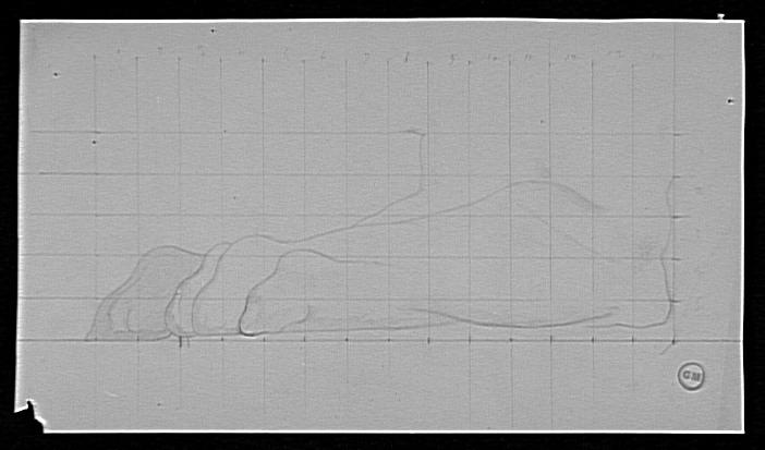 Etude de patte de lion