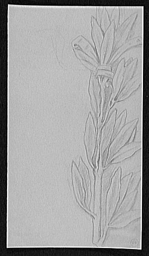 Etude de branche de laurier