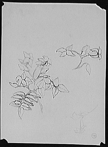 Etudes de branche de fleurs
