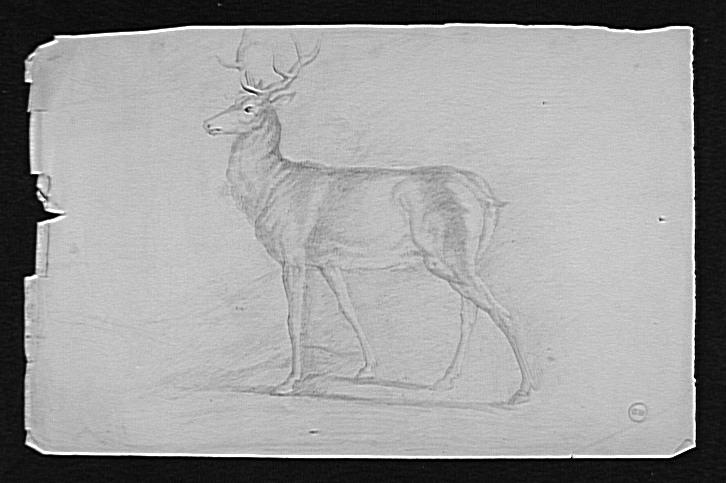 Etude de cerf