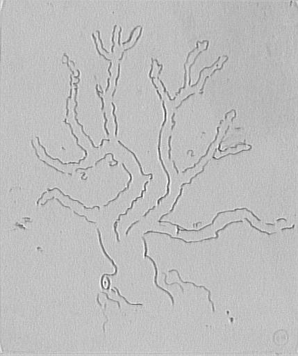 Étude de corail