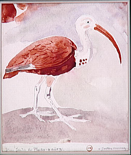 Ibis
