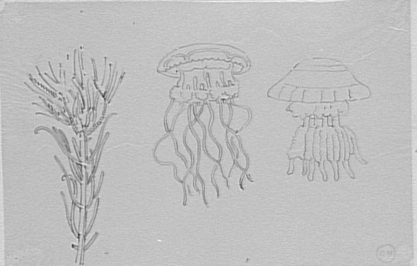 Étude de corail et de deux méduses