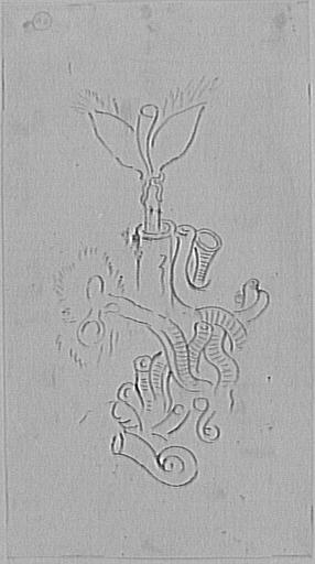 Étude de corail