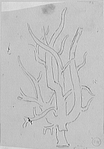 Étude de corail