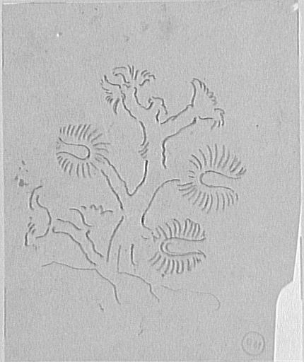 Étude de corail