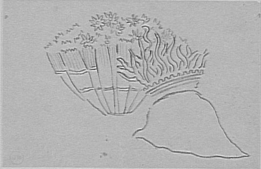 Étude de corail