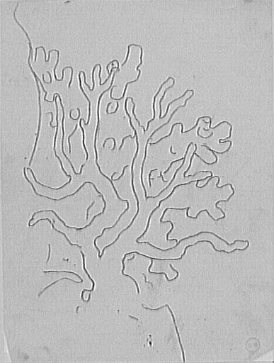 Étude de corail
