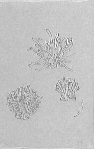 Étude de deux coquillages et de corail