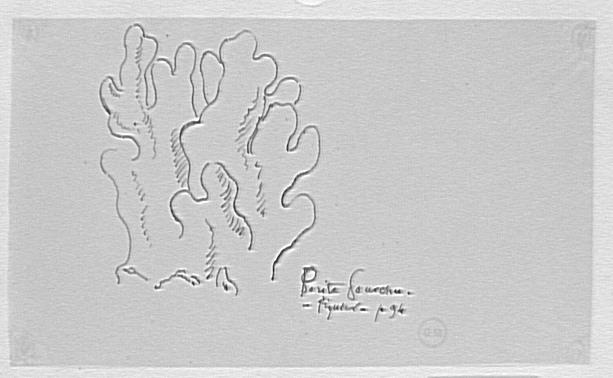 Étude de corail