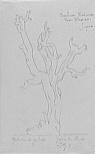 Étude de corail